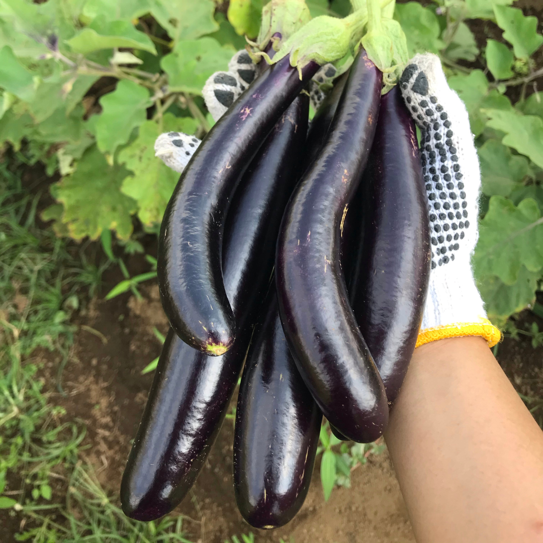 Aubergine - Long Purple - Kultursort