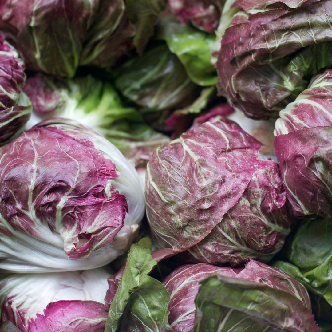 Sallatscikoria - Variegated of Chioggia - Kultursort