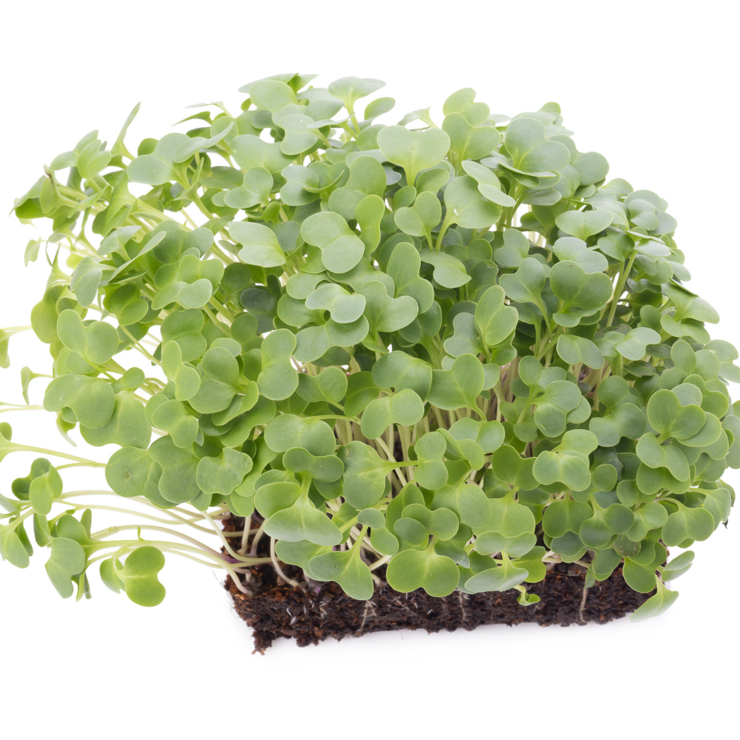 Microgreen - Tatsoi