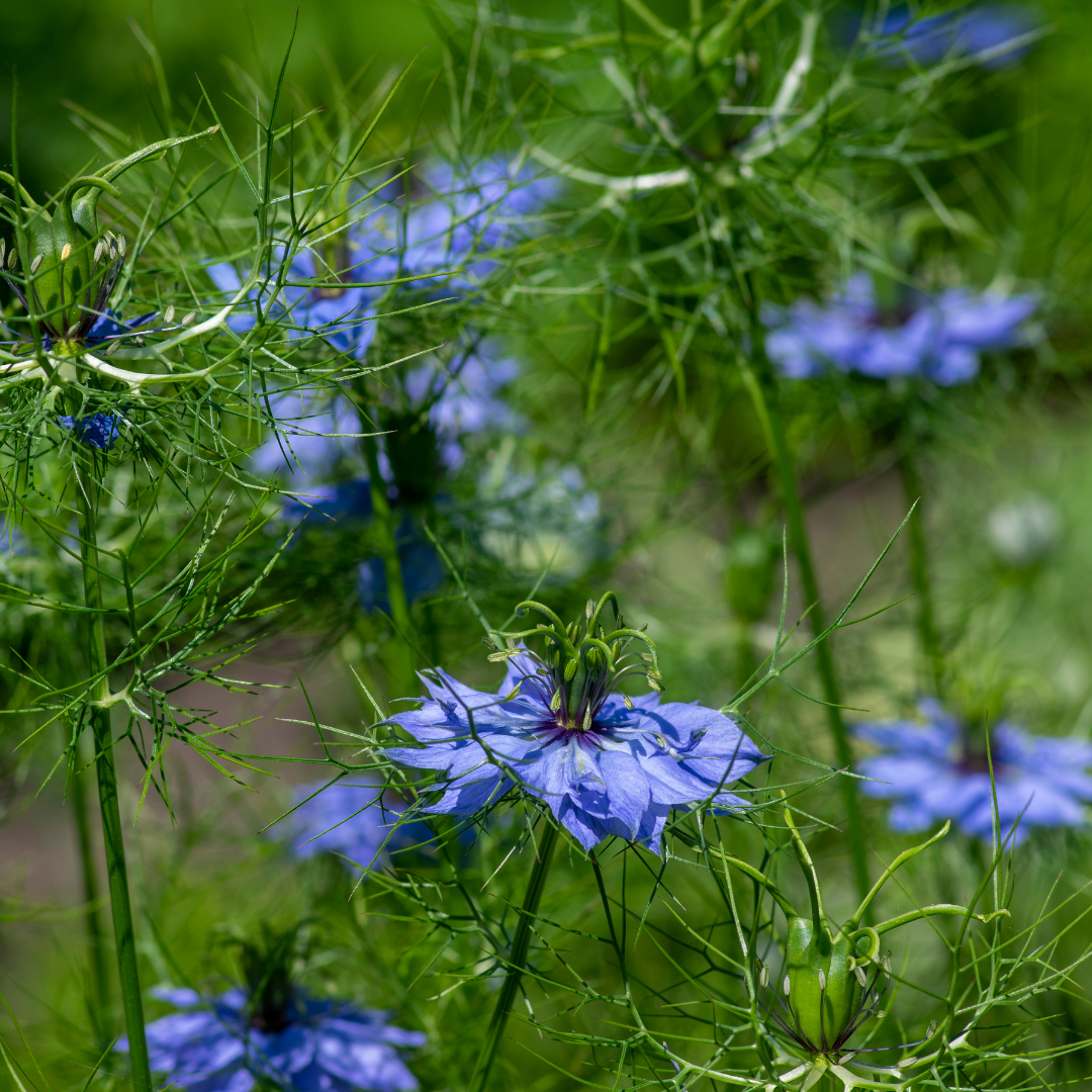 Jungfrun i det gröna - Miss Jekyll Blå