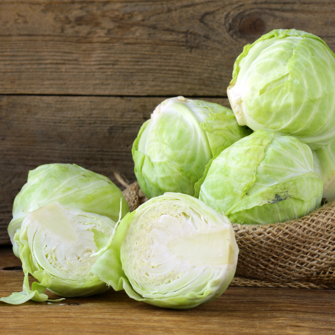 Vitkål - Gloria di Enkhuizen