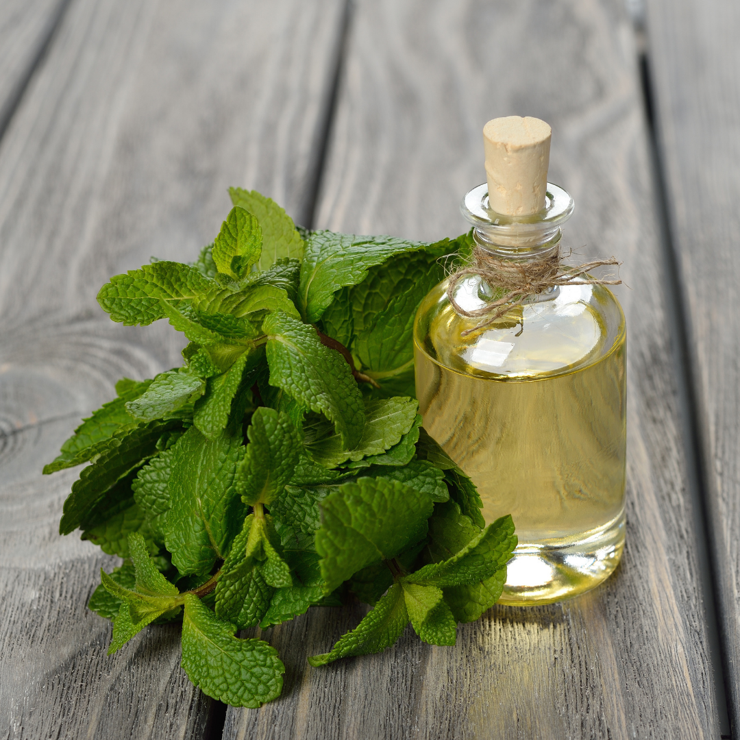Pepparmynta - Peppermint - 3