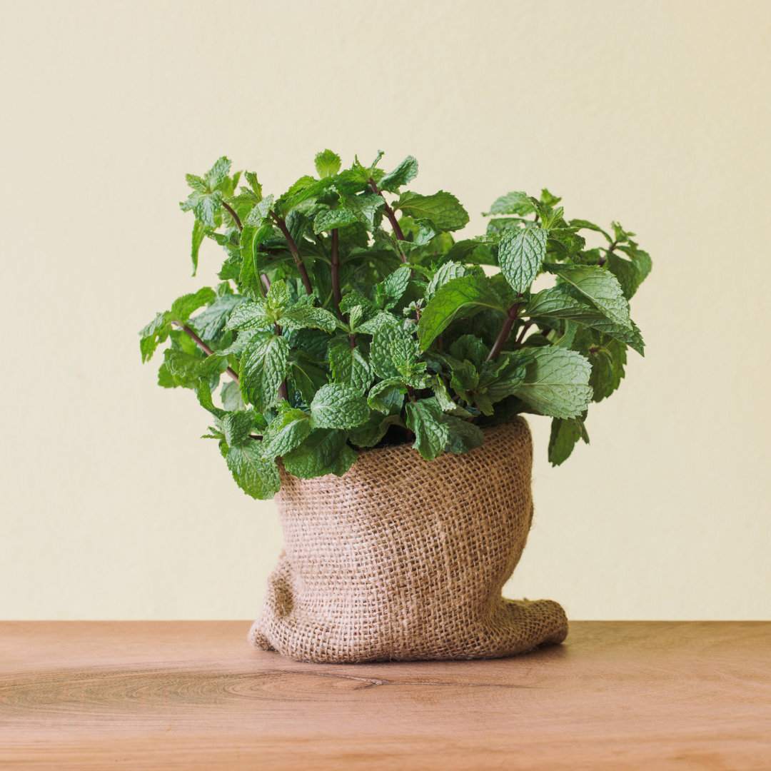 Pepparmynta - Peppermint