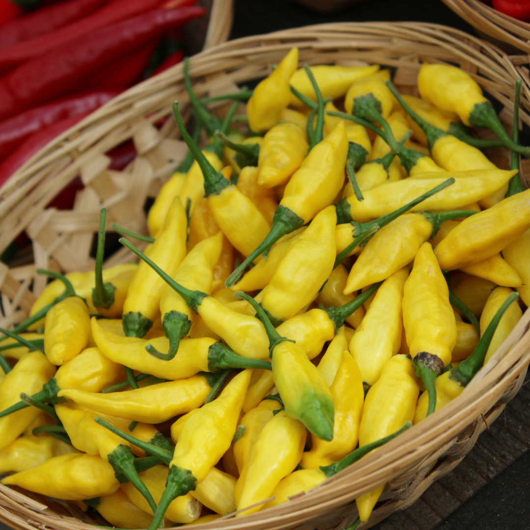 Ekologisk Aji Chili - Lemon Drop - Bärpeppar