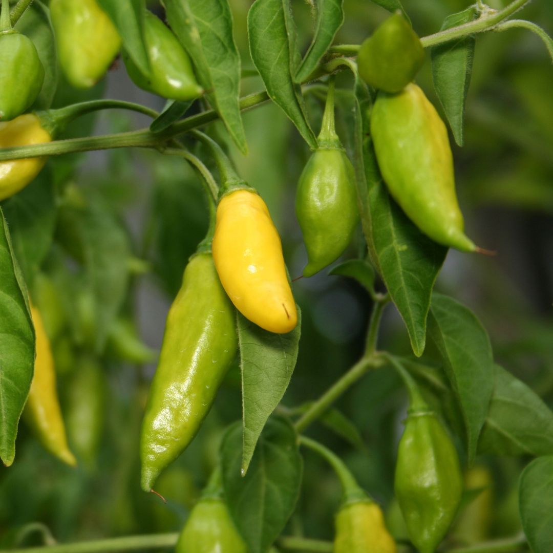 Ekologisk Aji Chili - Lemon Drop - Bärpeppar