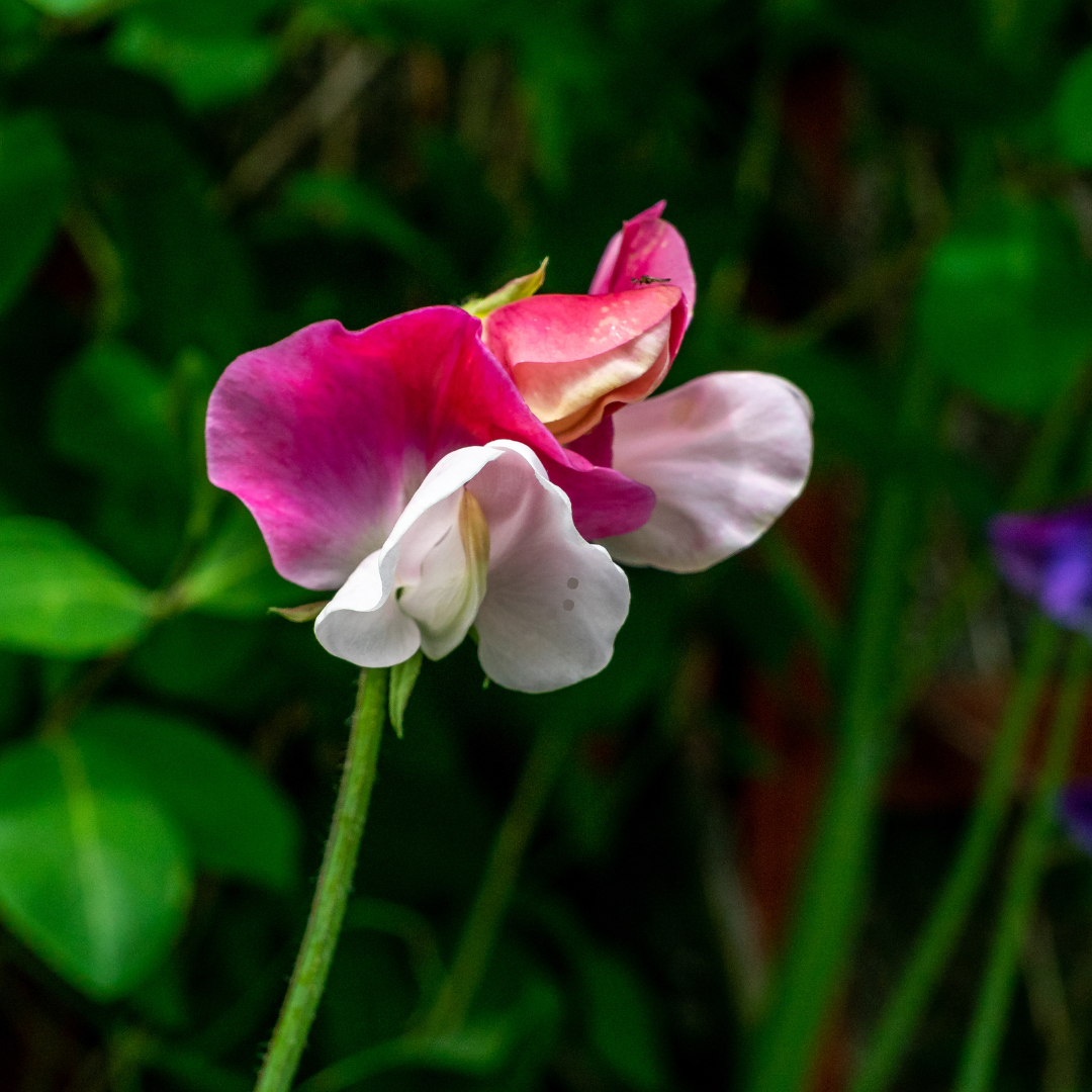 Dvärgluktärt - Cupid Pink