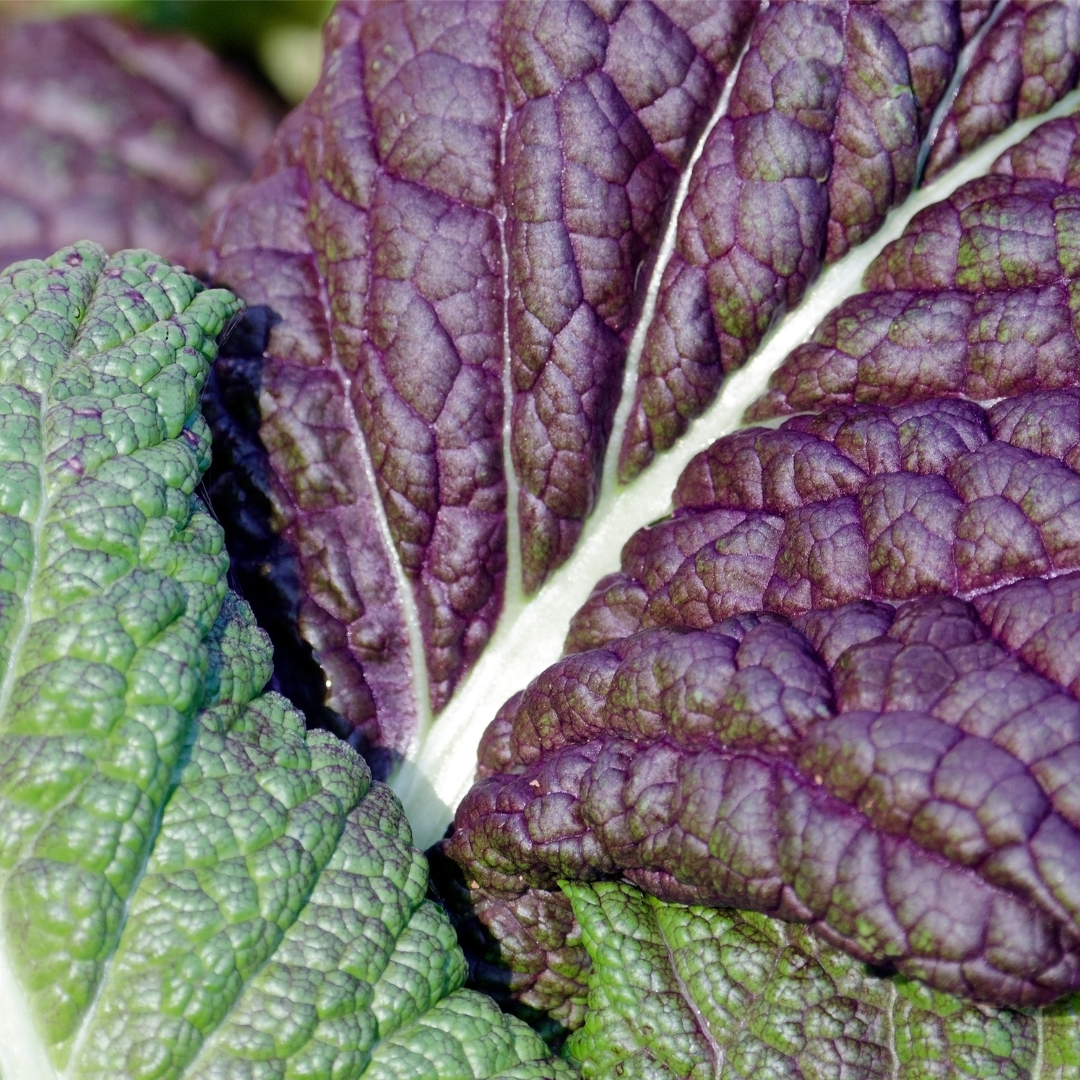 Indisk Bladsenap - Red Amsoi