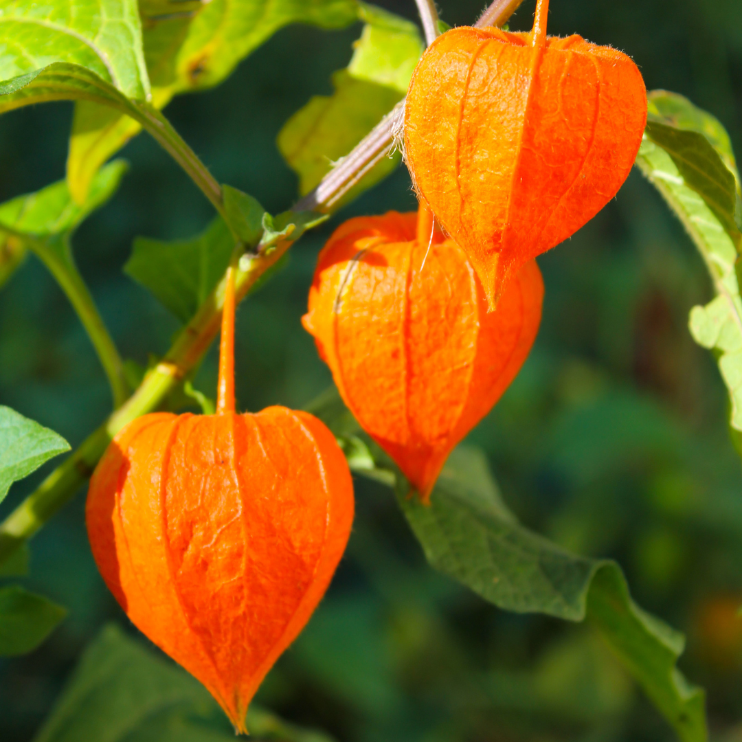 Japansk Lykta - Chinese Lantern Plant