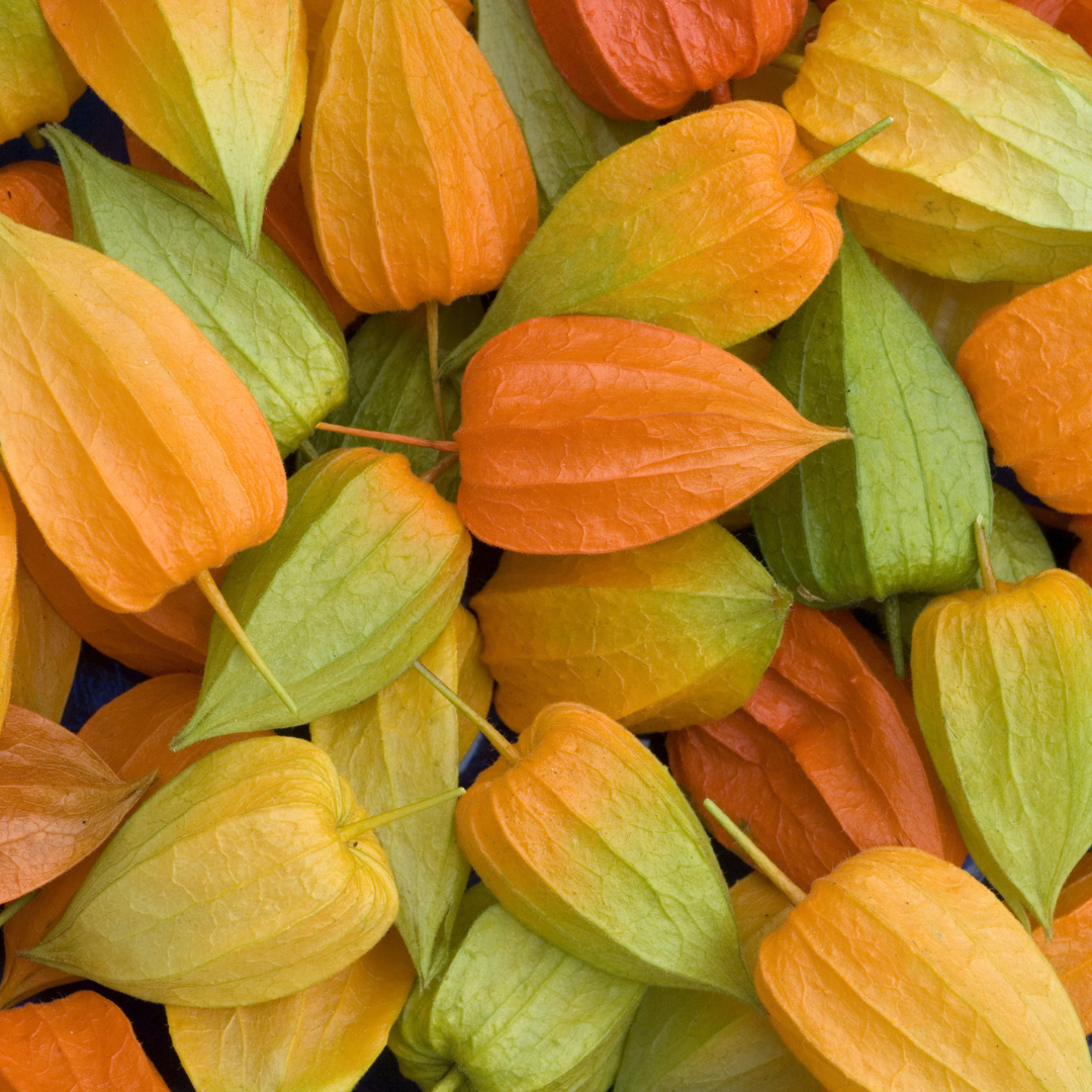 Japansk Lykta - Chinese Lantern Plant
