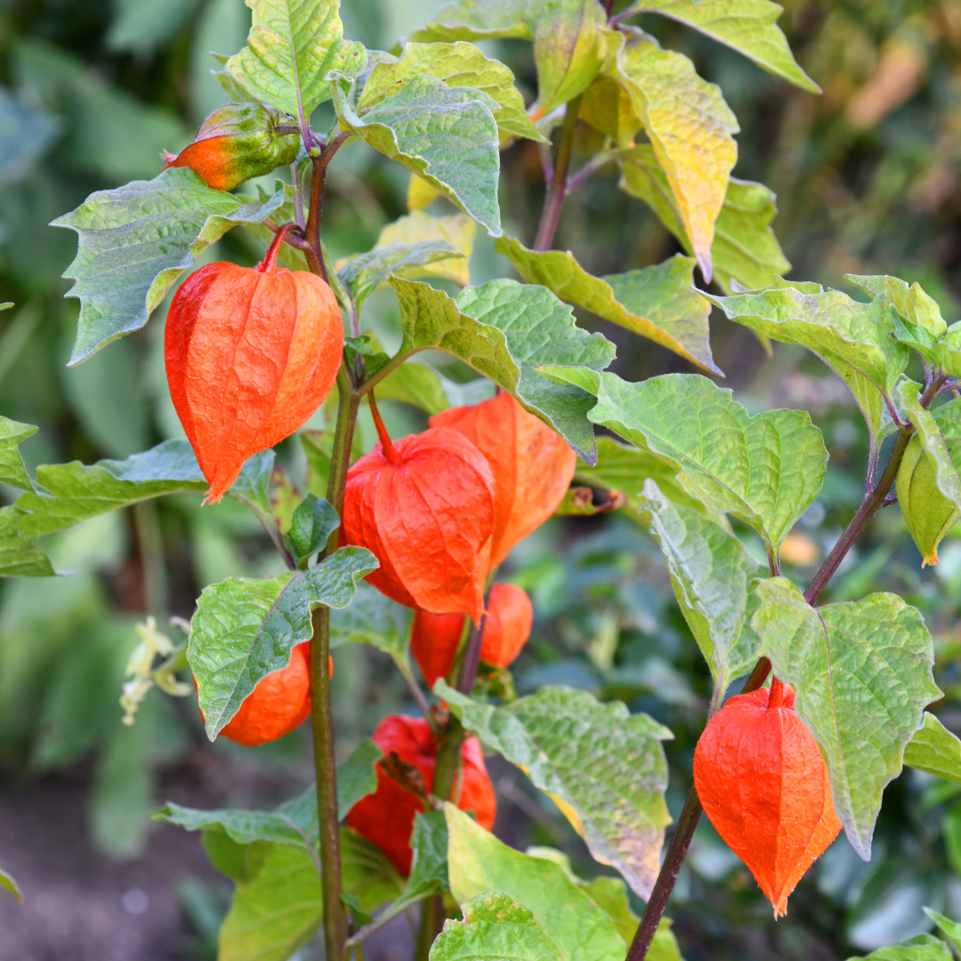 Japansk Lykta - Chinese Lantern Plant - 4