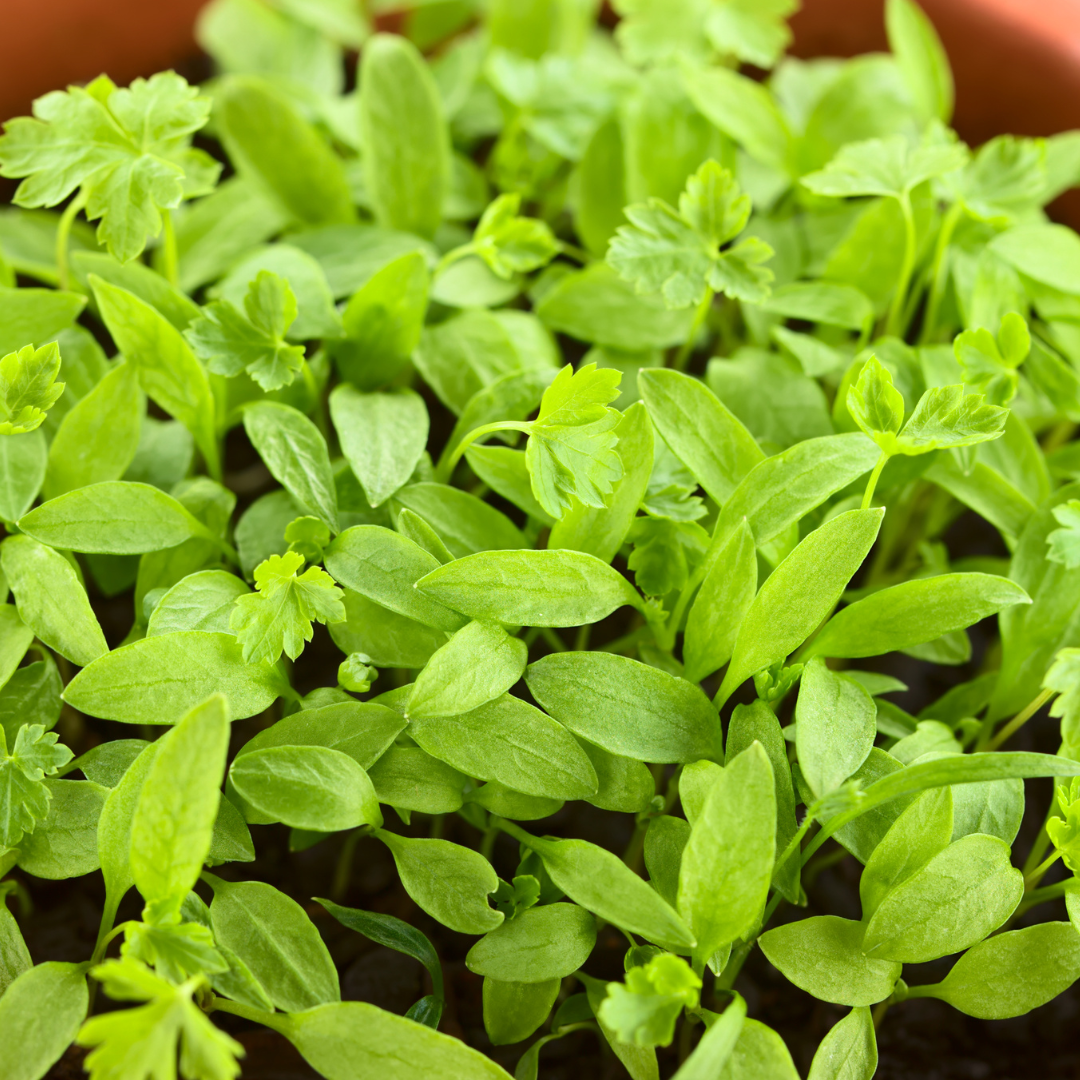 Microgreen - Slätbladig Persilja