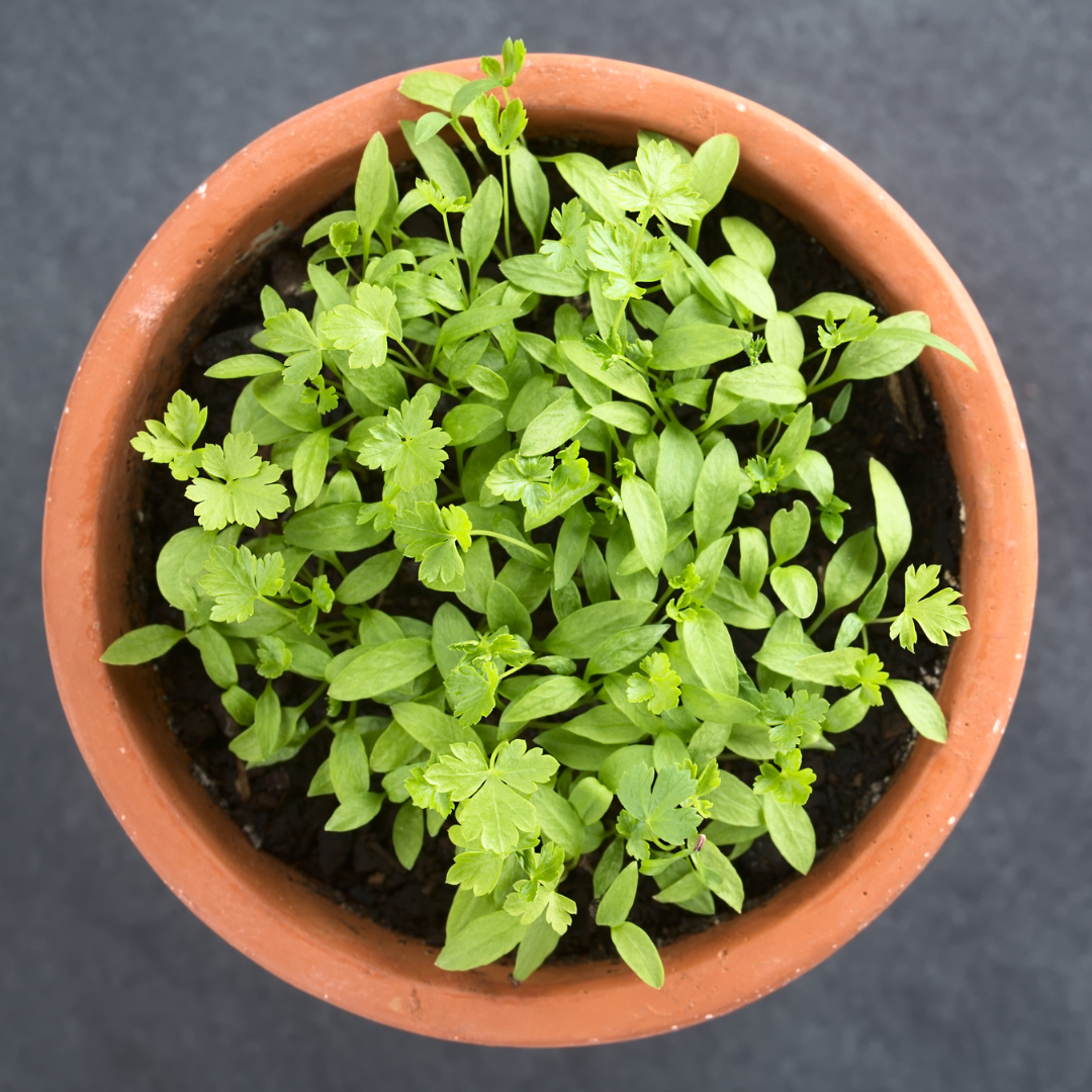 Microgreen - Slätbladig Persilja
