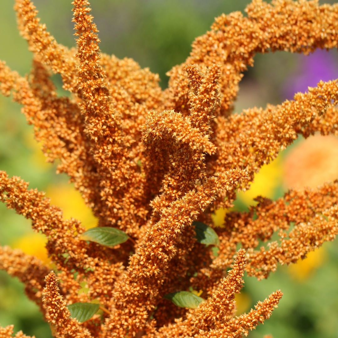 Blodamarant - Hot Biscuits