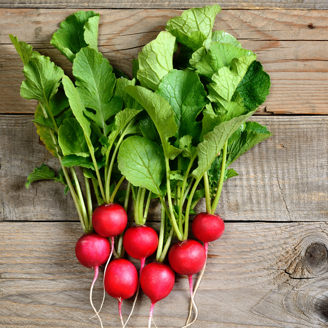 Ekologisk Rädisa - Cherry Belle