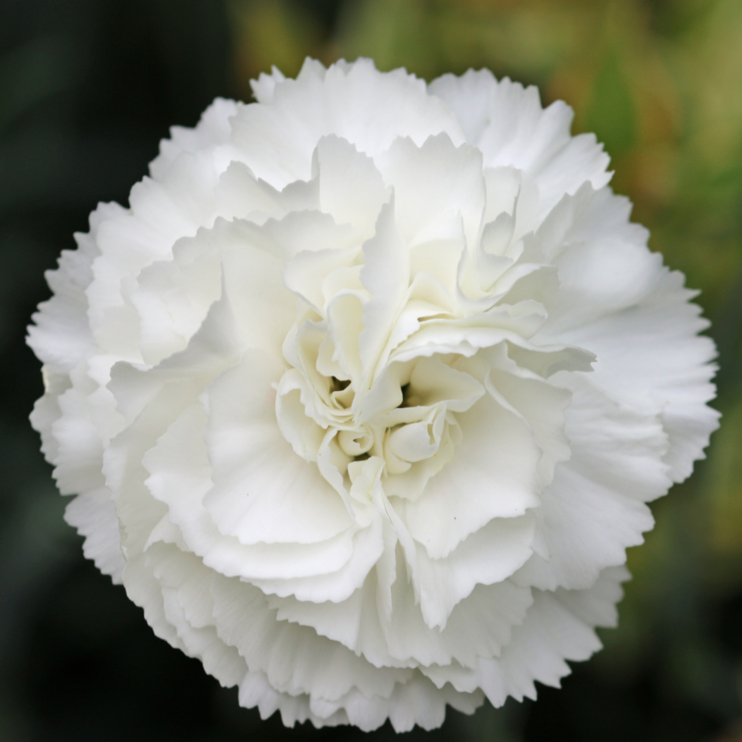 Trädgårdsnejlika - Chabaud Jeanne Dionis