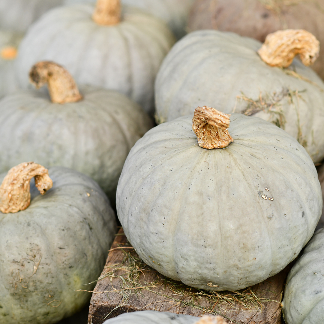 Ekologisk Hubbardpumpa - Blue Kuri