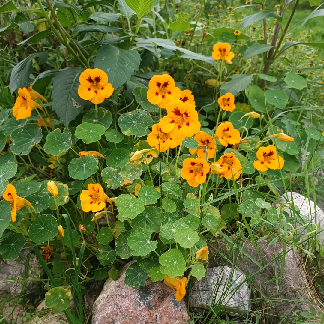 Buskkrasse - Ladybird Yellow