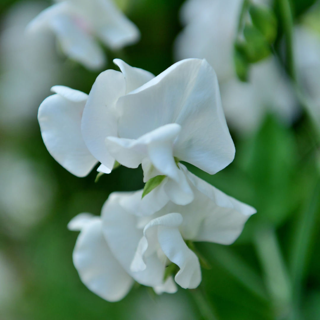 Luktärt - Royal Family White