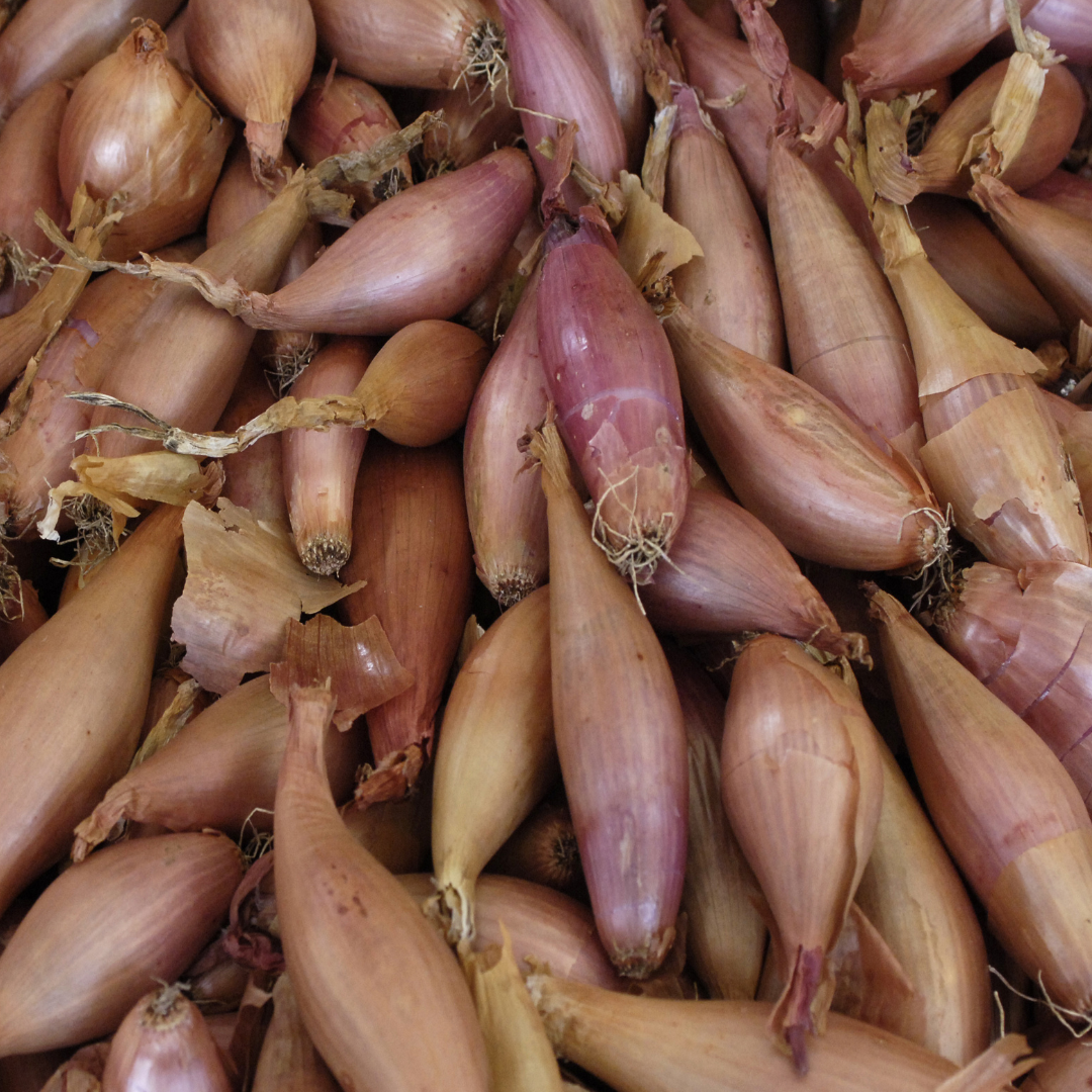 Ekologisk Schalottenlök - Cuisse de Poulet