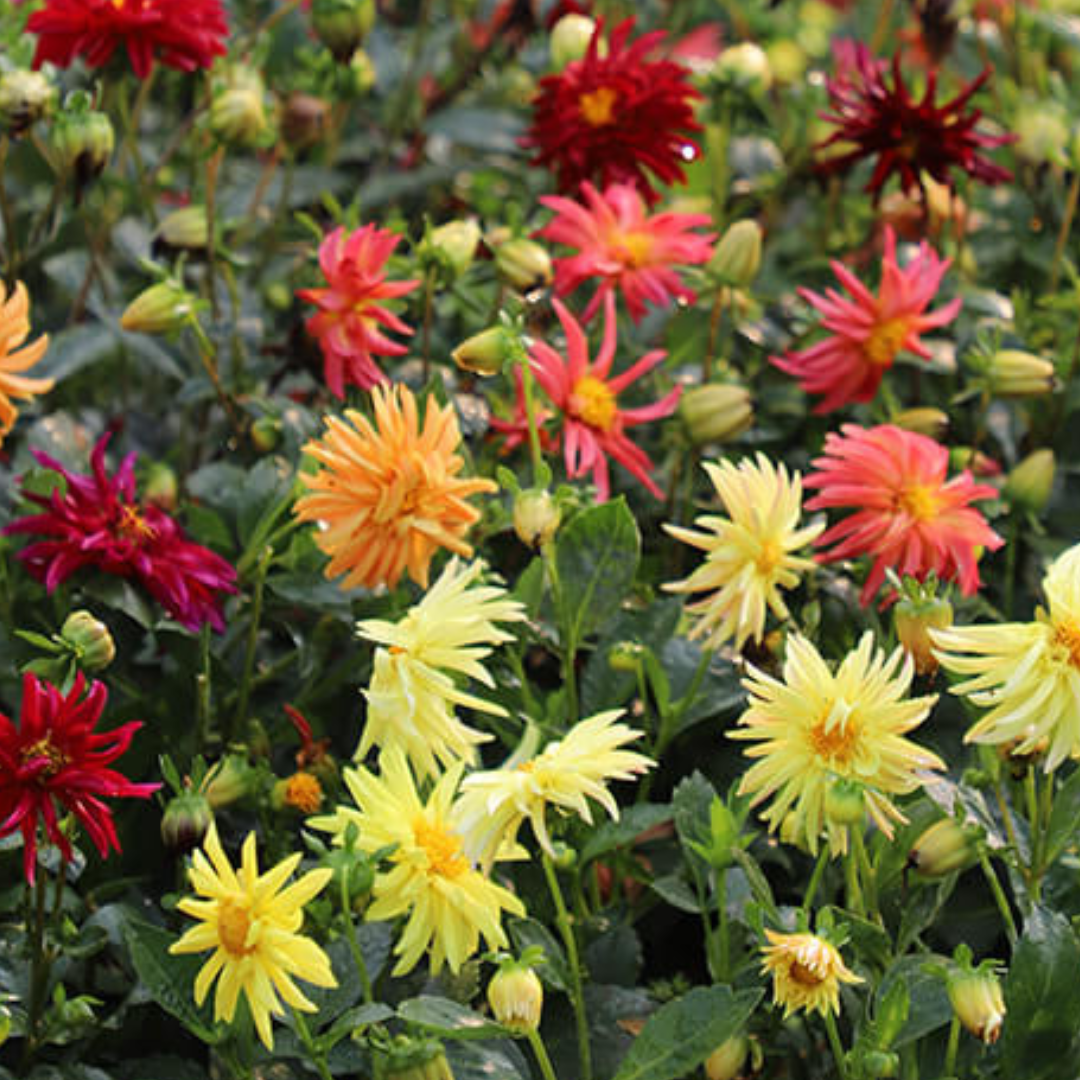Dahlia - Starlight Gazer Mix