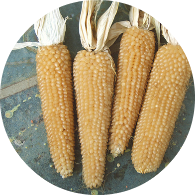 Popcornmajs - White Selection