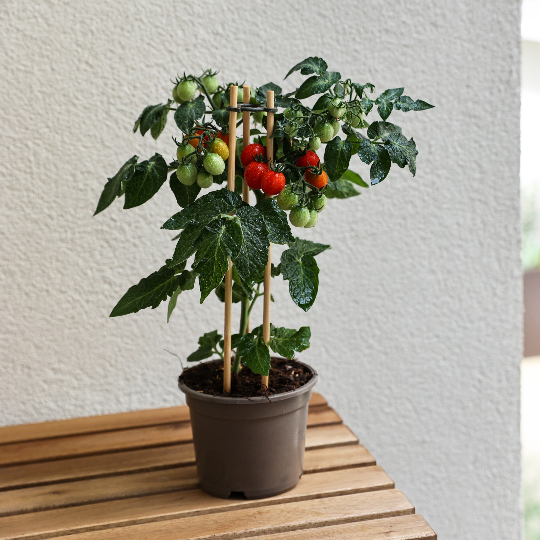 Kruktomat - Maskotka