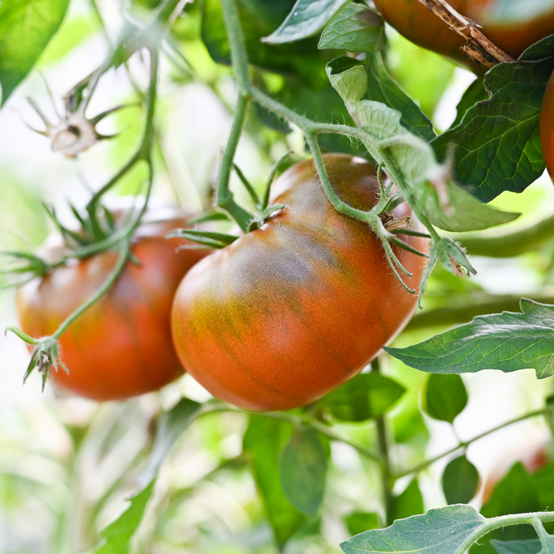 Ekologisk Bifftomat - Black Prince