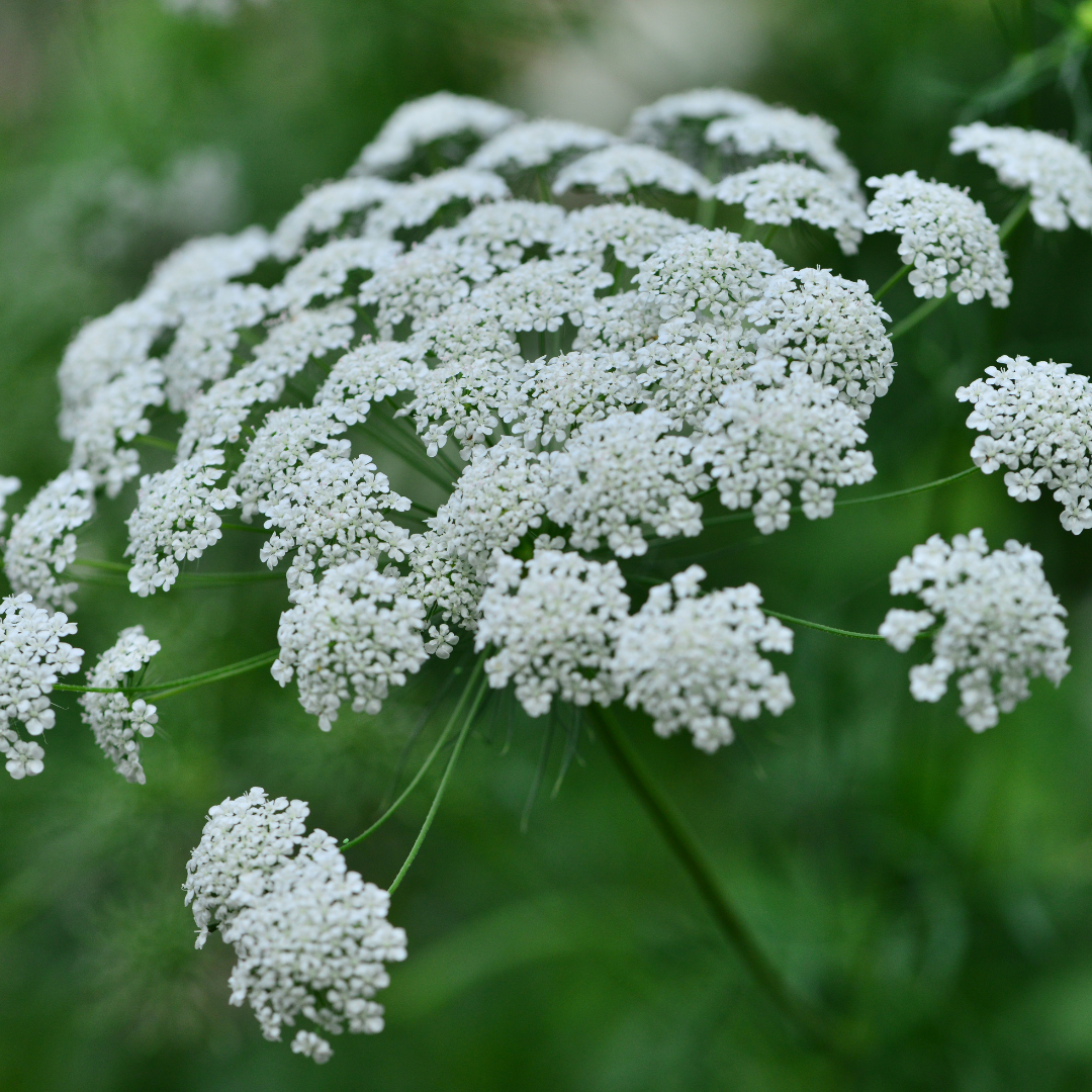 Slöjsilja - Spetsblomster