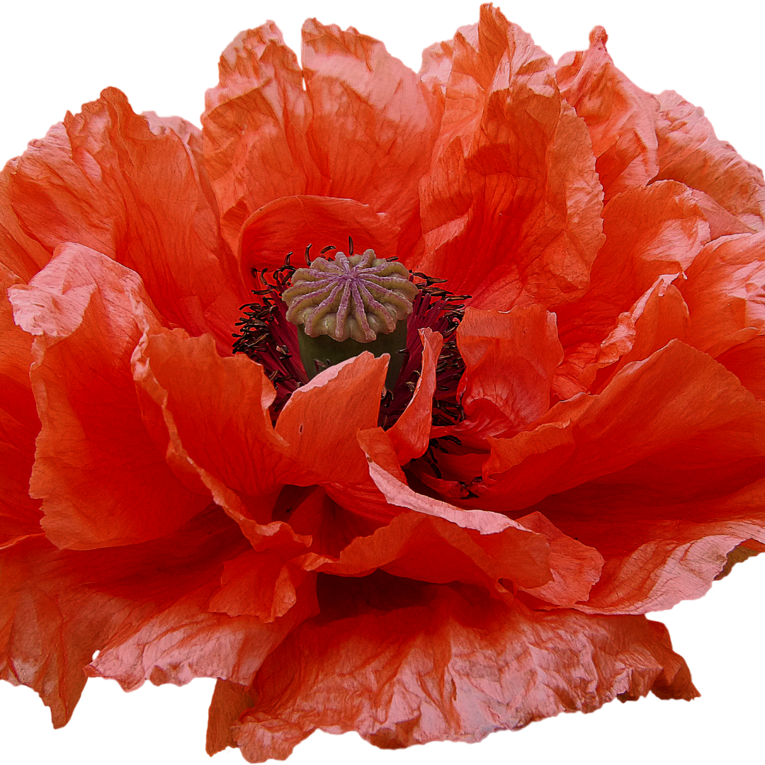 Jättevallmo - May Queen