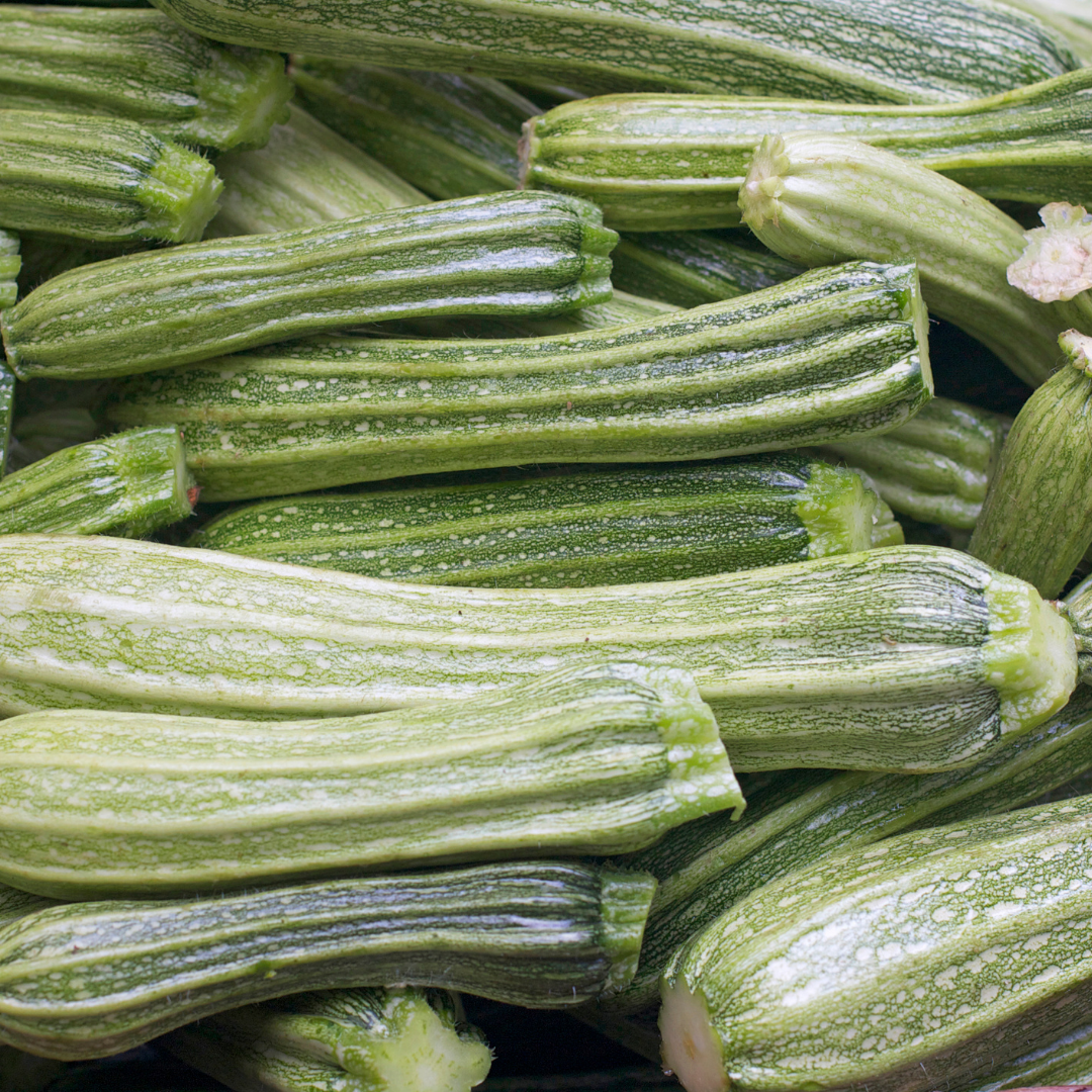 Ekologisk Squash - Genovese - Kultursort