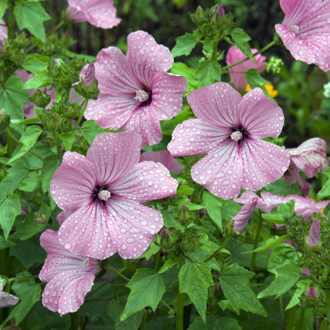 Sommarmalva - Pink Beauty