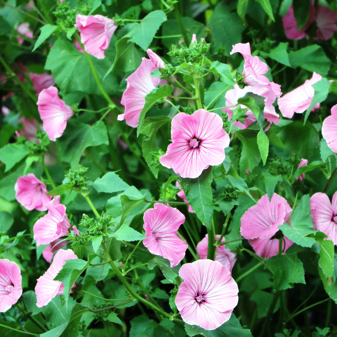 Sommarmalva - Pink Beauty - 3