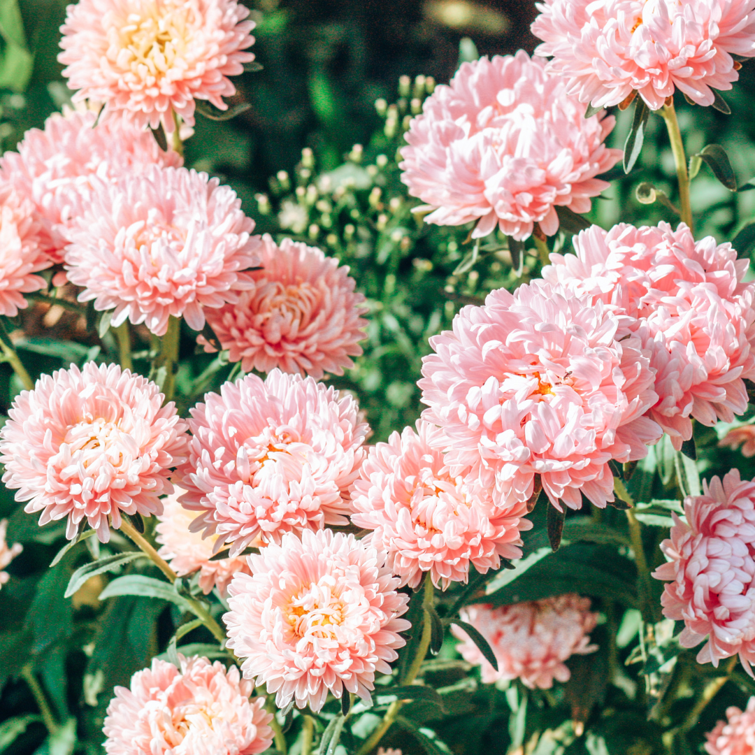 Sommaraster - Duchesse Apricot