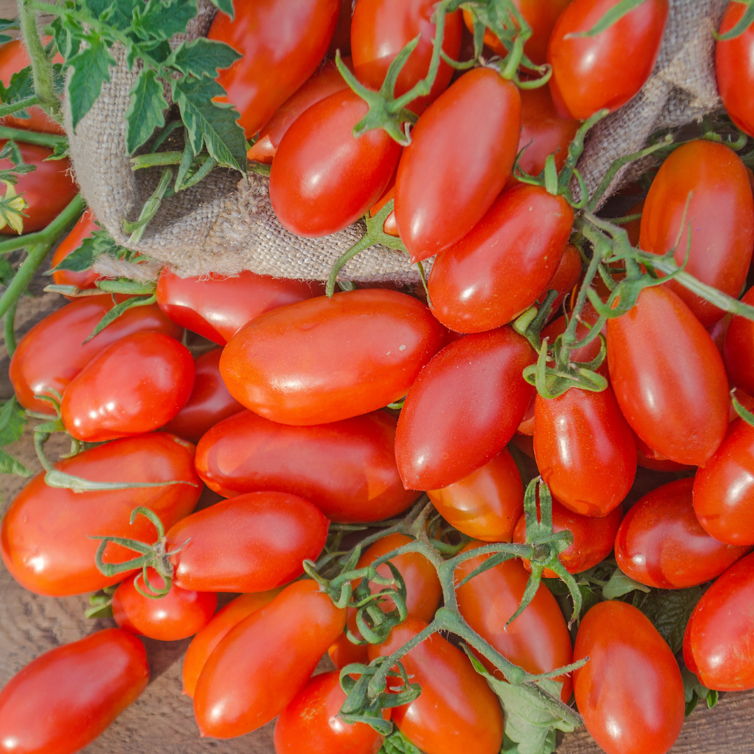 Ekologisk Körsbärstomat - Pippa