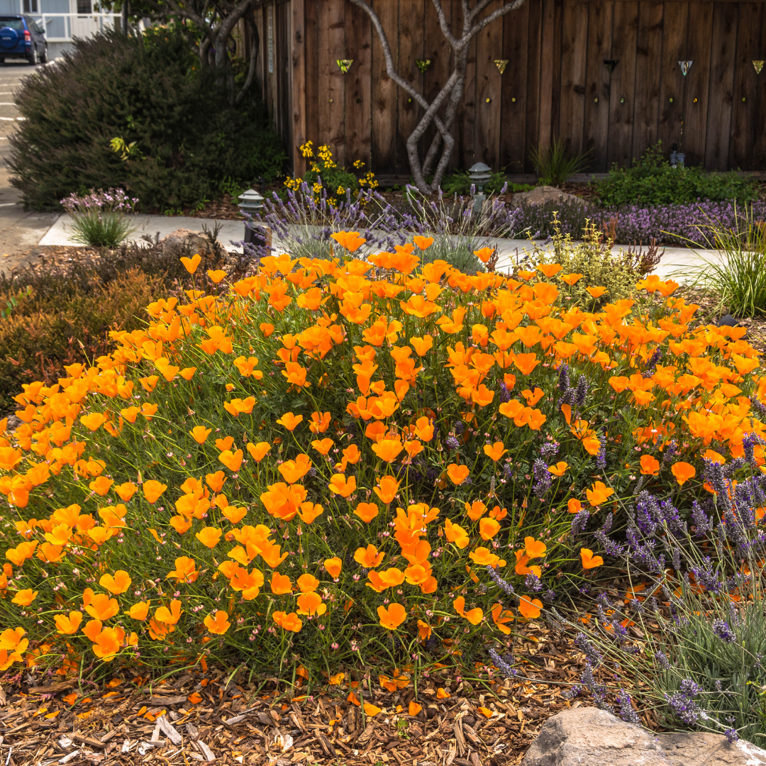 Ekologisk Sömntuta - Aurantiaca Orange