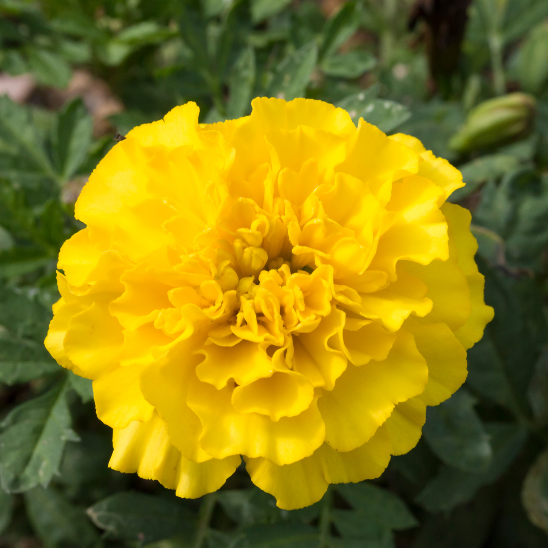 Sammetstagetes - Honeymoon