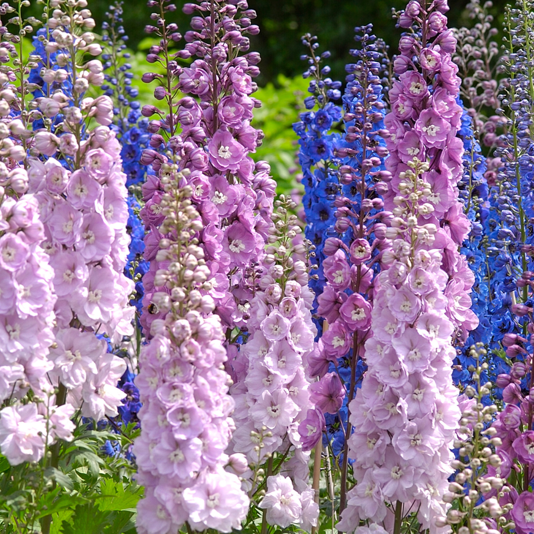 Ekologisk Romersk Riddarsporre - Imperial Mix