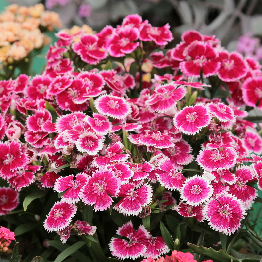 Backnejlika - White Red Centre