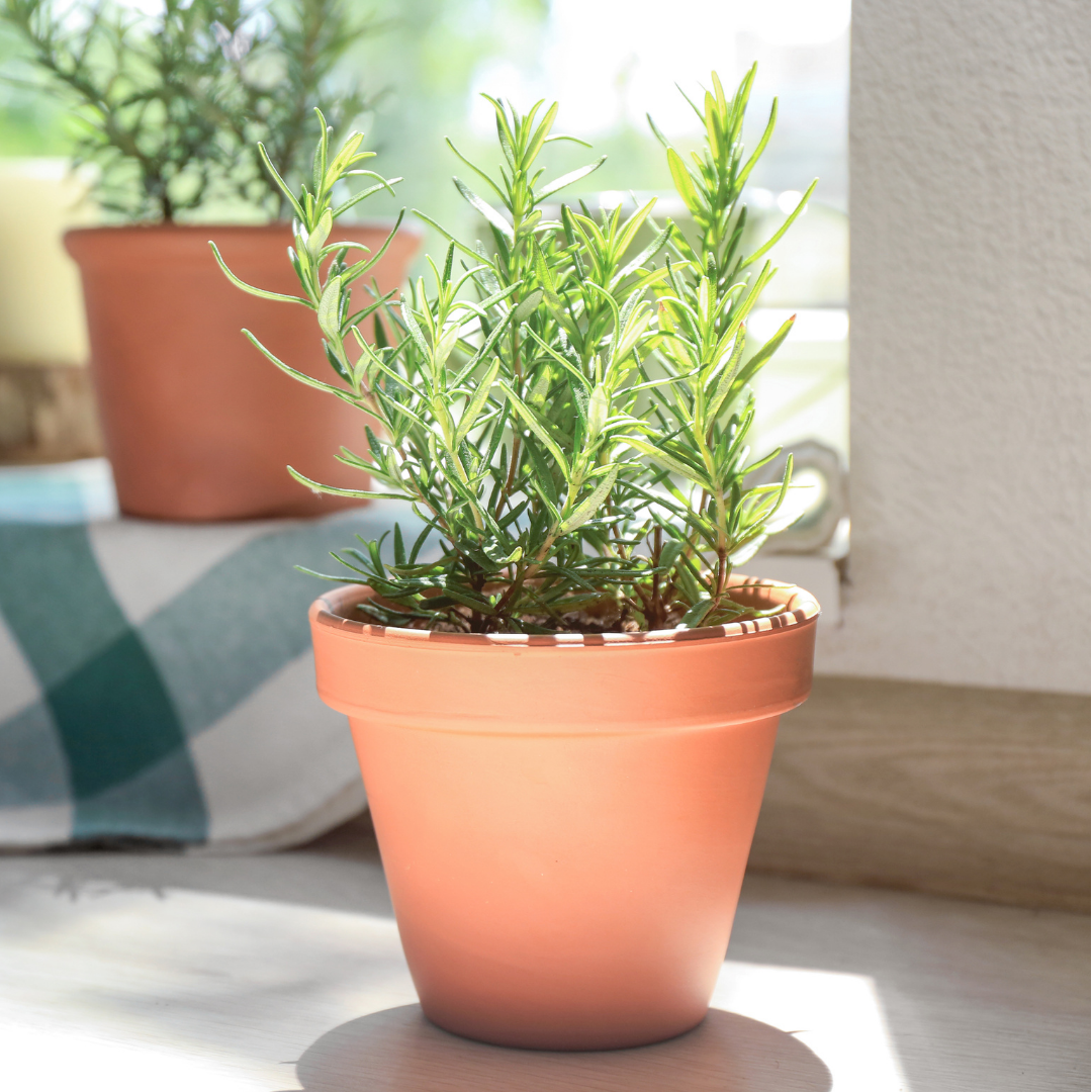 Ekologisk Rosmarin - Klassisk