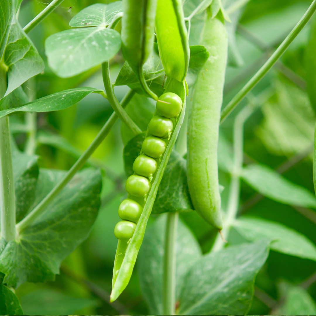 Ekologisk Sockerärt - Ambrosia