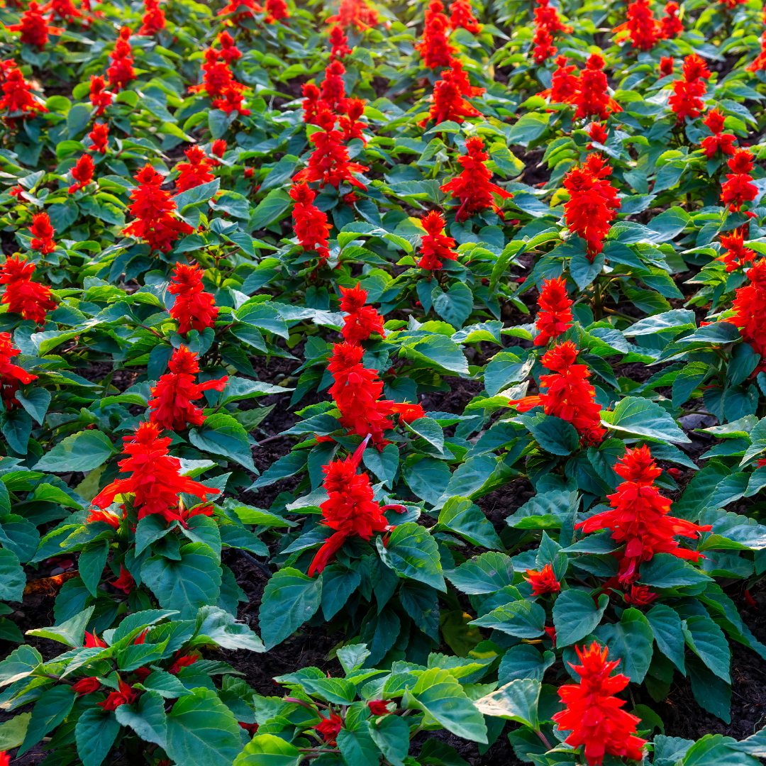 Praktsalvia - Early Bird