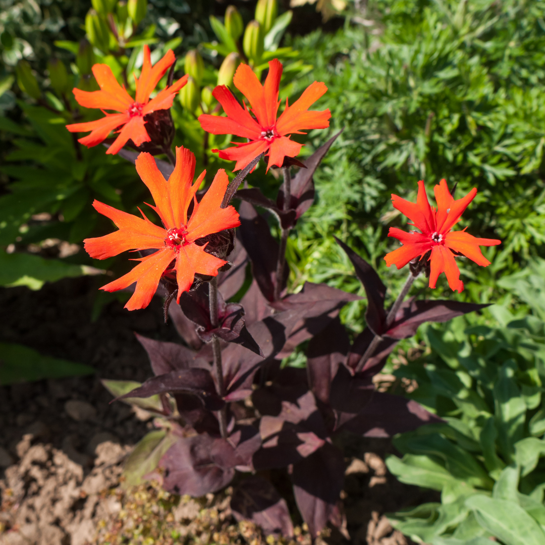 Praktklätt - Vesuvius