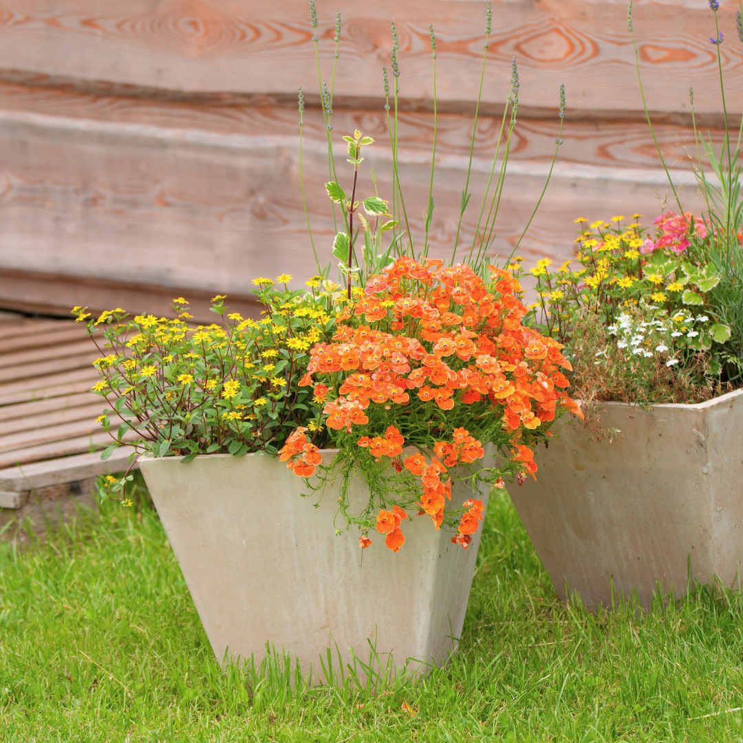 REA! Nemesia - Orange Prince - Kultursort