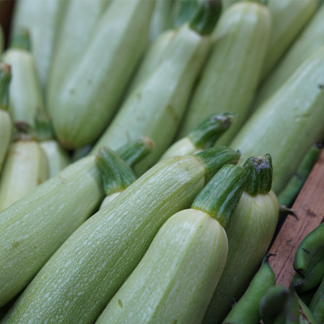 Squash - Long White Bush 2