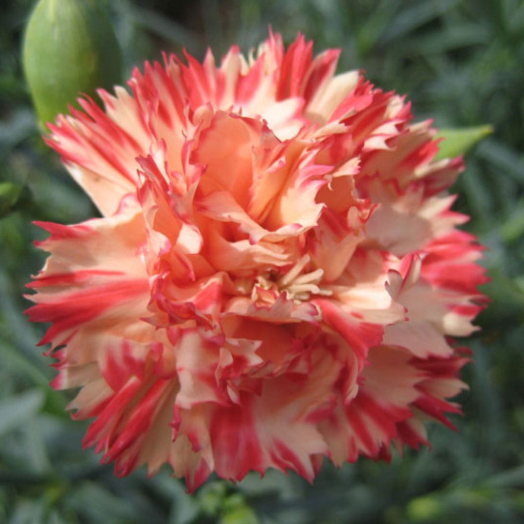 Trädgårdsnejlika - Chabaud Orange Sherbet