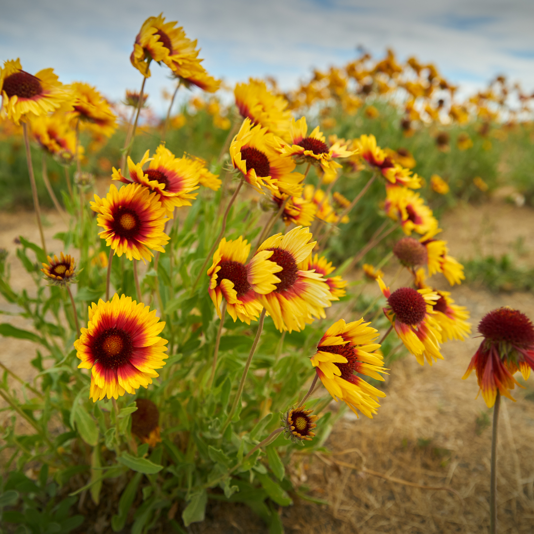 Kokardblomster - Aristata Mix