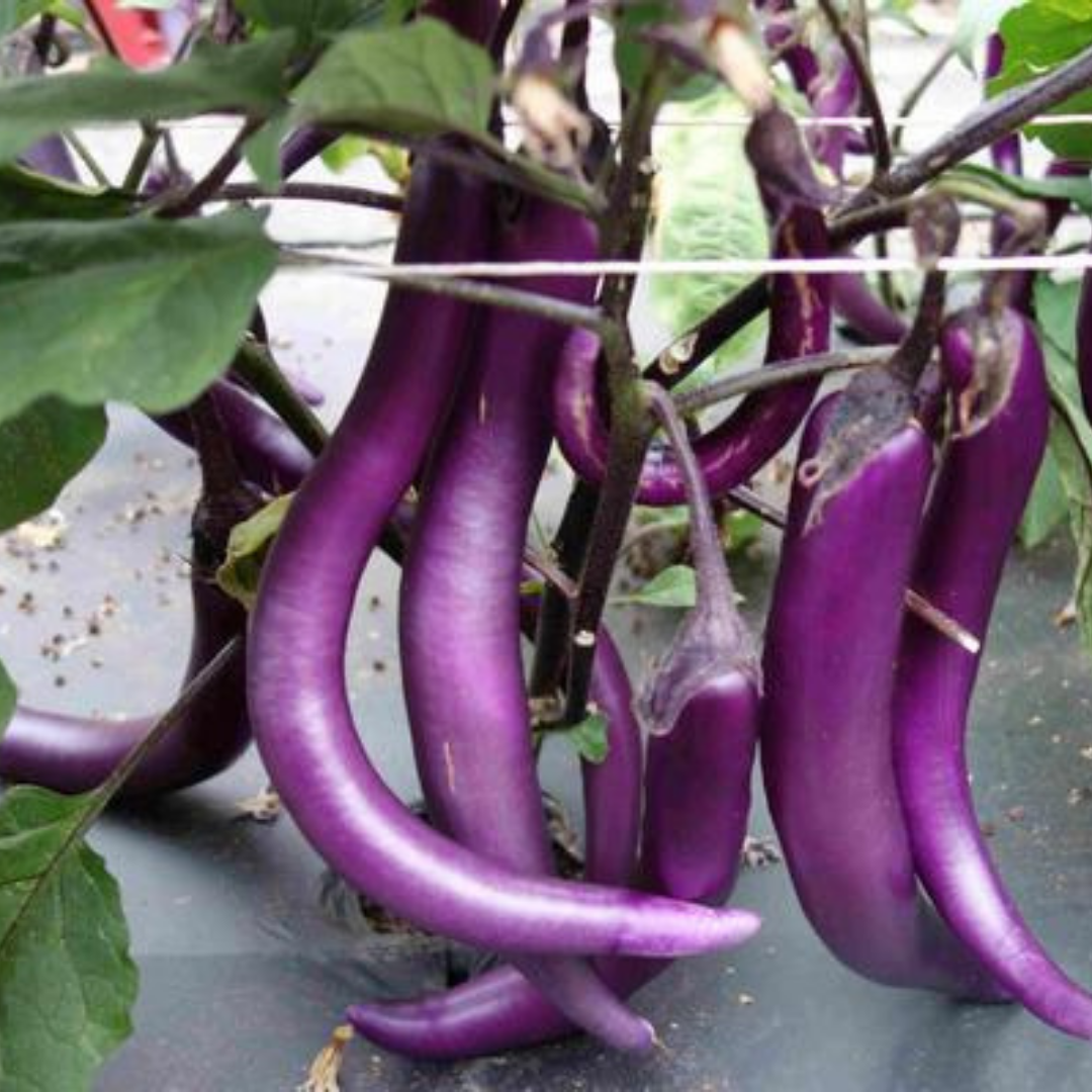 Ekologisk Aubergine - Tarim