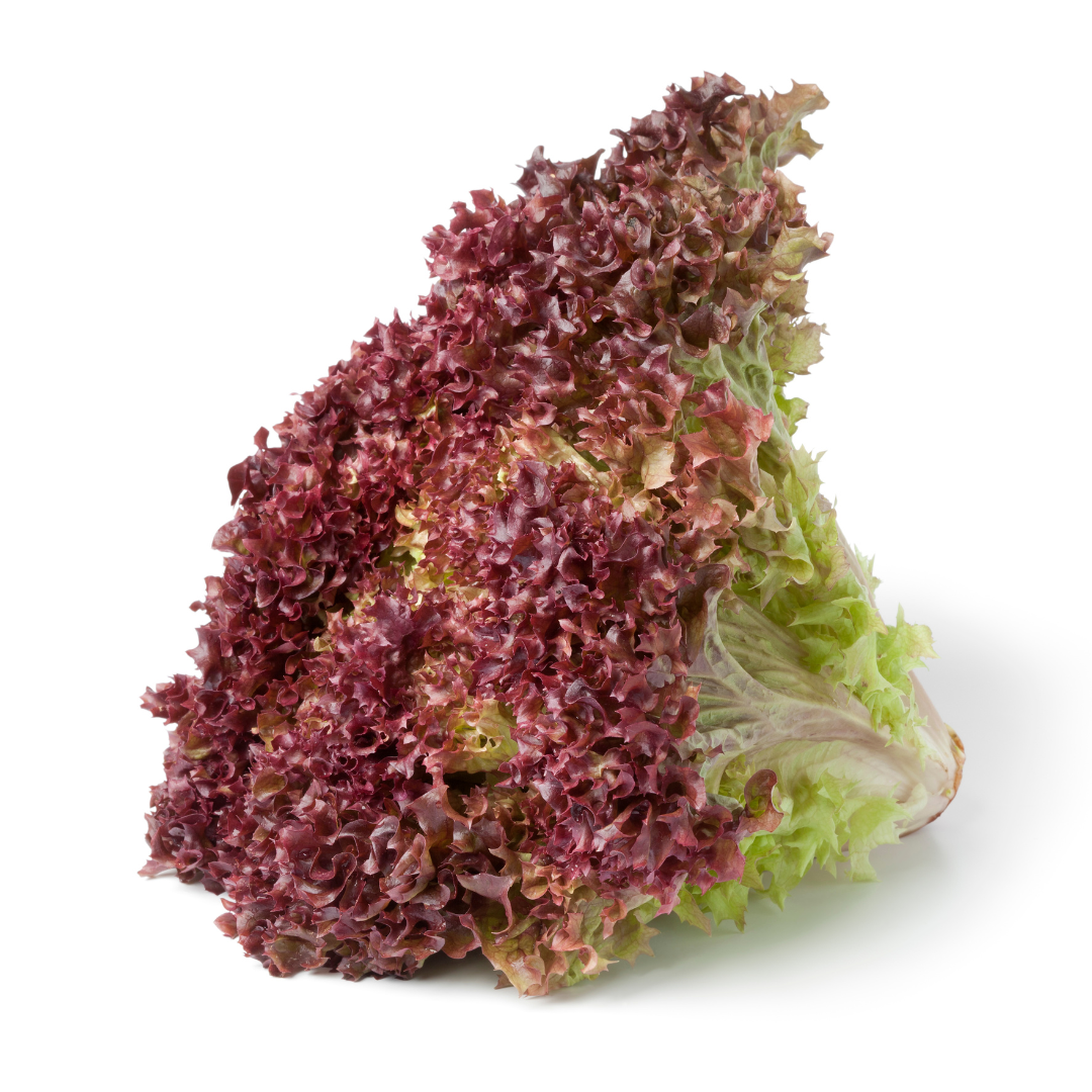 Ekologisk Bataviasallat - Lollo Rossa