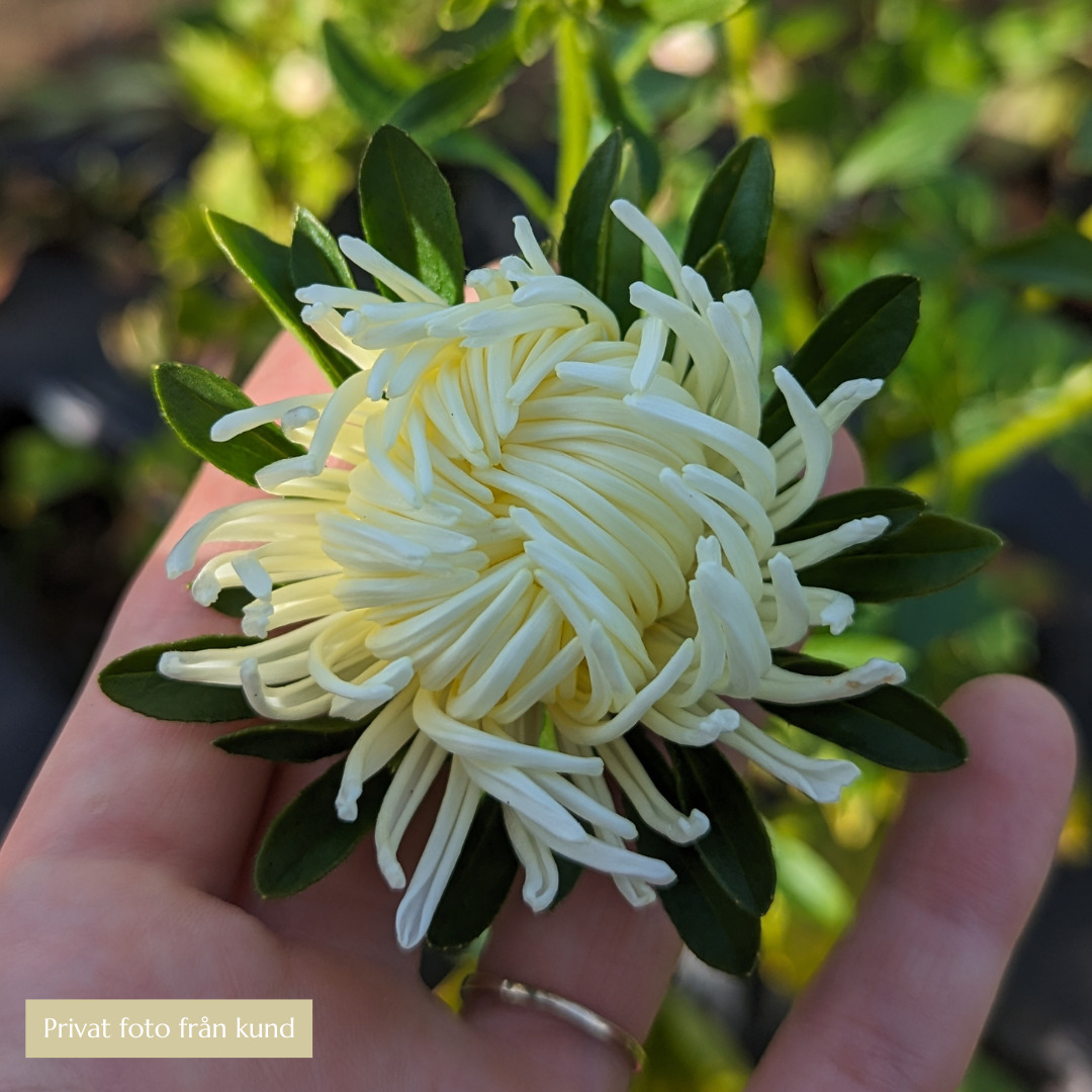 Sommaraster - Tiger Paw Creamy White