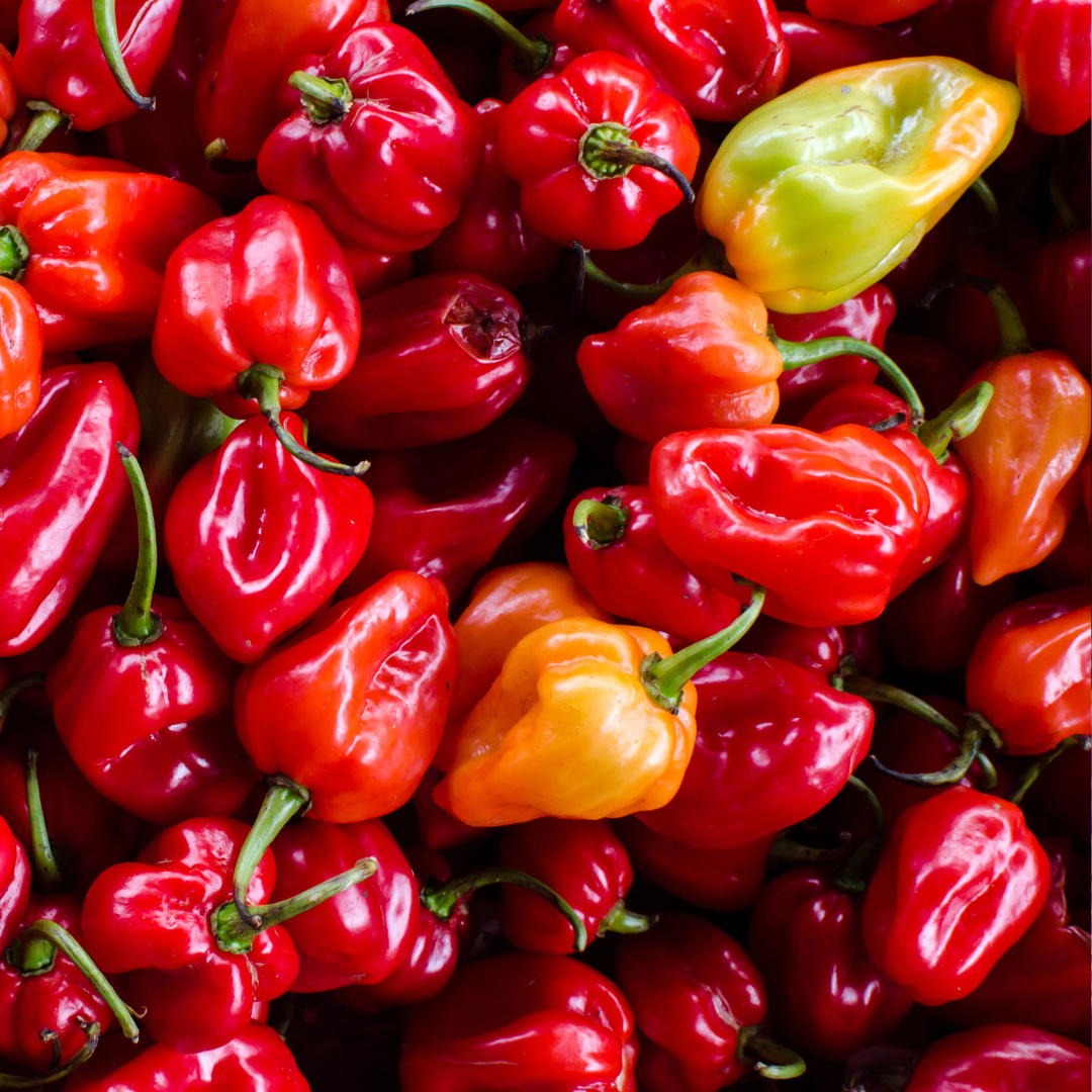 Havannapeppar - Habanero Red - Chilipeppar